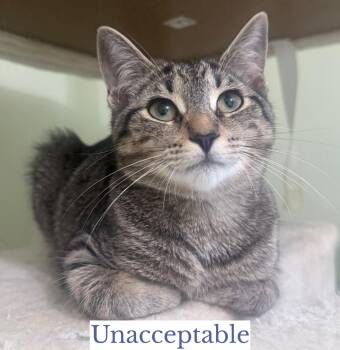 Unacceptable -  Domestic Short Hair Cat for Adoption in Berkeley Springs, West Virginia - Unacceptable | PetCurious