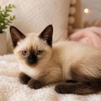Celene -  Siamese Cat for Adoption in Tustin, California - Celene | PetCurious