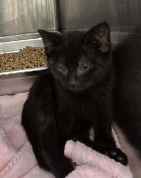 CURIO -  Domestic Short Hair Cat for Adoption in Hagerstown, Maryland - CURIO | PetCurious