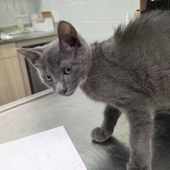 American Shorthair Cats Available for Adoption - Wave | PetCurious