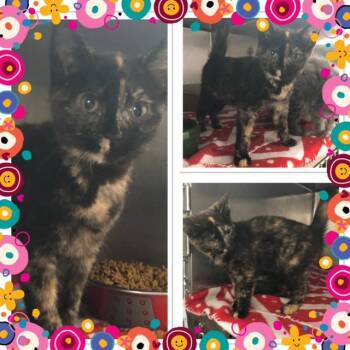 IMOGENE -  Domestic Short Hair Cat for Adoption in Buckhannon, West Virginia - IMOGENE | PetCurious