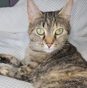 Rescue American Shorthair and Tabby Cats for Adoption in Terre Haute, Indiana - Toffee | PetCurious