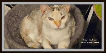 Rescue Siamese and Domestic Short Hair Cats for Adoption in Winston-salem, North Carolina - Snow - A Quiet Soul With A Playful Spark, Ready To Love Again. | PetCurious