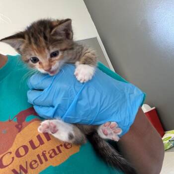 Loli -  American Shorthair Cat for Adoption in Torrey, Utah - Loli | PetCurious