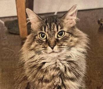 Domestic Long Hair and Domestic Short Hair Cats Available for Adoption in Cincinnati, Ohio - Nahla | PetCurious