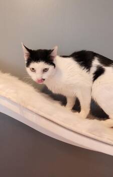 Domestic Short Hair Cats Available for Adoption - Toupee Tammy | PetCurious