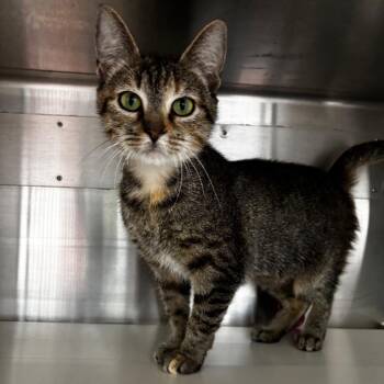 Spaghetti -  Domestic Short Hair Cat for Adoption in Corpus Christi, Texas - Spaghetti | PetCurious