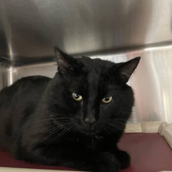 Teddy -  American Shorthair Cat for Adoption in North Kingstown, Rhode Island - Teddy | PetCurious