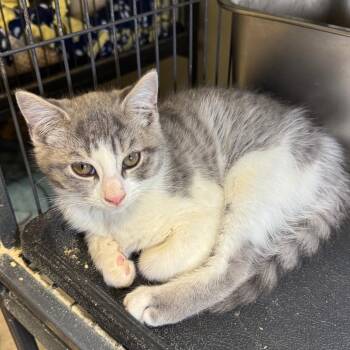 Prometheus -  Domestic Short Hair Cat for Adoption in Saginaw, Michigan - Prometheus | PetCurious