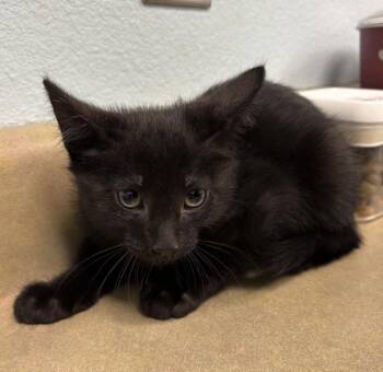 Domestic Short Hair Cats Available for Adoption - Truffle | PetCurious