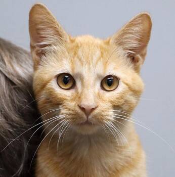 Abe (AO37412) -  Domestic Short Hair Cat for Adoption in Kansas City, Kansas - Abe (AO37412) | PetCurious