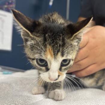 Envy -  Domestic Short Hair Cat for Adoption in Newark, New Jersey - Envy | PetCurious
