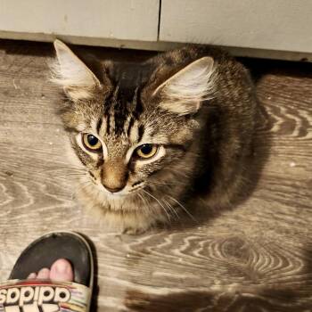 Rescue Domestic Medium Hair Cats for Adoption in Richmond, Virginia - Oreo Cookie | PetCurious