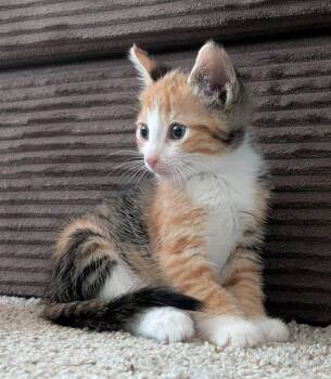 Calico and Tabby Cats Available for Adoption in Campbell, California - FeFe | PetCurious