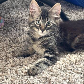 Max -  Domestic Long Hair Cat for Adoption in Sacramento, California - Max | PetCurious