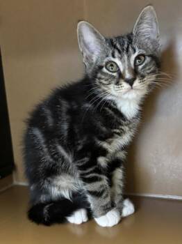 Aramis $75 @ Petco -  Domestic Short Hair Cat Available for Adoption in Seneca, South Carolina - Aramis $75 @ Petco | PetCurious