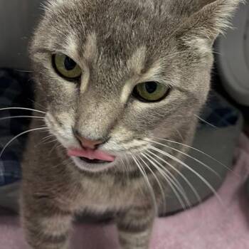 Tansy- Must Apply in Person ! -  Domestic Short Hair Cat for Adoption in Georgetown, Kentucky - Tansy- Must Apply In Person ! | PetCurious