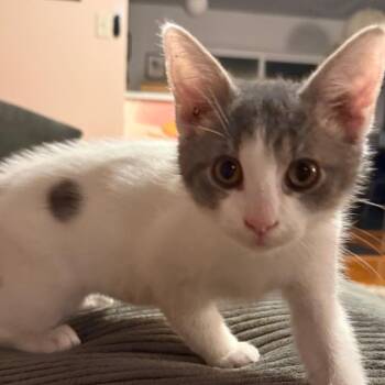Tadpole -  Domestic Short Hair Cat for Adoption in Middleton, Wisconsin - Tadpole | PetCurious