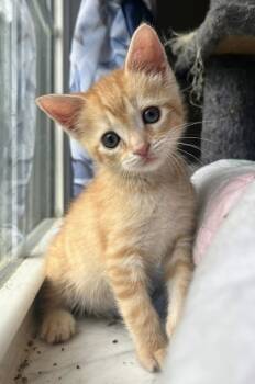 Rescue Domestic Short Hair Cats for Adoption in Columbia, South Carolina - Rowan | PetCurious