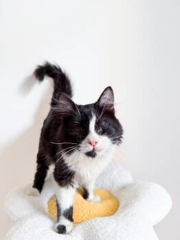 Domestic Long Hair Cats Available for Adoption - Foxtrot (A One-Eyed Wonder) | PetCurious