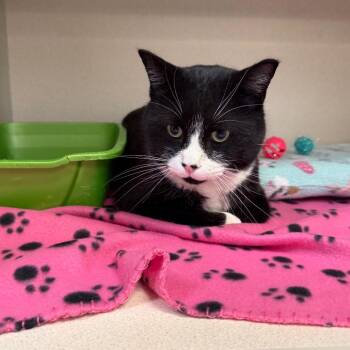 Domestic Short Hair Cats Available for Adoption - Oreo | PetCurious