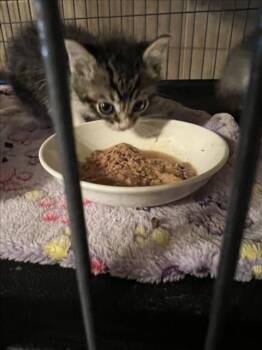 *THEODORE -  Domestic Short Hair Cat for Adoption in Woodland, California - *THEODORE | PetCurious