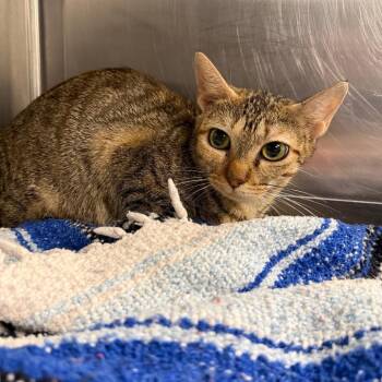 Oaklynn -  Domestic Short Hair Cat for Adoption in Tulsa, Oklahoma - Oaklynn | PetCurious