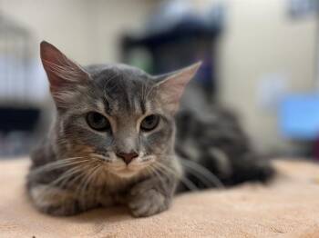 HANNAH -  Domestic Short Hair Cat for Adoption in Aliquippa, Pennsylvania - HANNAH | PetCurious