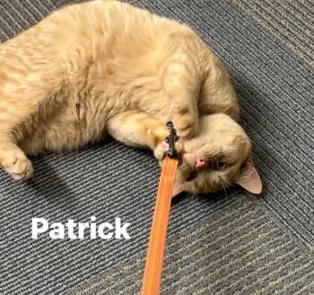 Rescue American Bobtail Cats for Adoption in Cloquet, Minnesota - Patrick | PetCurious