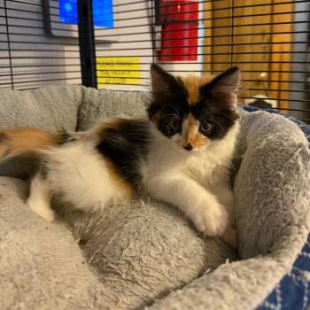 Marshmallow -  Domestic Long Hair Cat Available for Adoption in Hanna City, Illinois - Marshmallow | PetCurious