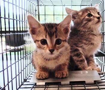 Bamber -  Domestic Short Hair Cat for Adoption in Clarksville, Tennessee - Bamber | PetCurious