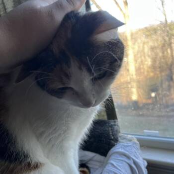 Domestic Short Hair Cats Available for Adoption in Charlottesville, Virginia - Autumn | PetCurious