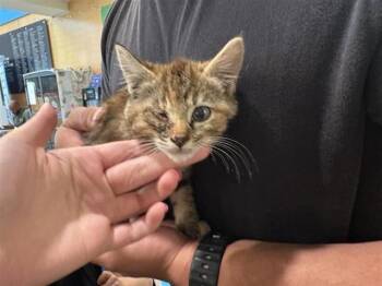 HONDA -  Domestic Short Hair Cat for Adoption in Brentwood, Missouri - HONDA | PetCurious
