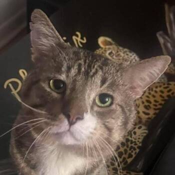 Milos -  Domestic Short Hair Cat for Adoption in Chicago, Illinois - Milos | PetCurious