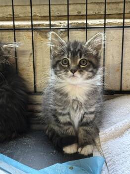 Virgil: Not at shelter (Barbe) -  Domestic Medium Hair Cat for Adoption in Rustburg, Virginia - Virgil: Not At Shelter (Barbe) | PetCurious