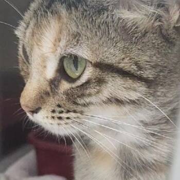 Pesto-5968 -  Domestic Short Hair Cat for Adoption in Tyler, Texas - Pesto-5968 | PetCurious