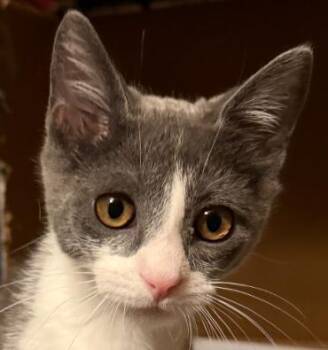 Rescue Domestic Short Hair Cats for Adoption in Evans City, Pennsylvania - Tina | PetCurious
