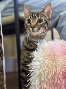 Domestic Short Hair Cats Available for Adoption in Salinas, California - Kylie | PetCurious