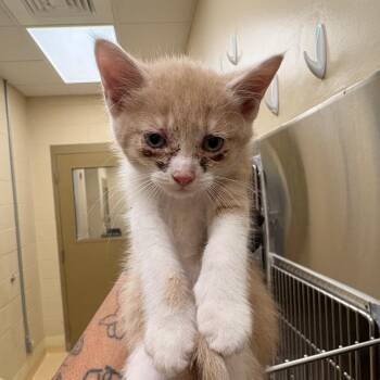Hash Brown -  Domestic Medium Hair Cat for Adoption in Winston-salem, North Carolina - Hash Brown | PetCurious