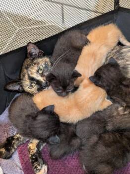 Marfa -  Domestic Short Hair Cat for Adoption in Dallas, Texas - Marfa | PetCurious