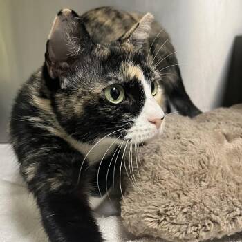 ASTRA -  Domestic Short Hair Cat for Adoption in Kyle, Texas - ASTRA | PetCurious