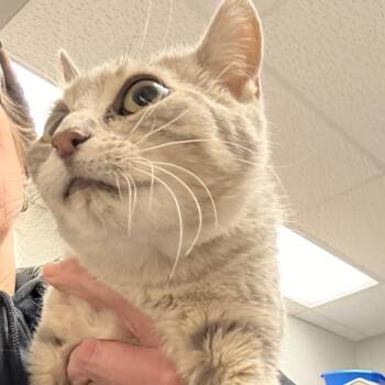 Domestic Short Hair Cats Available for Adoption - Elena | PetCurious