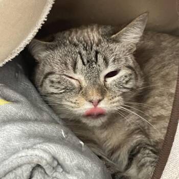 Fig -  Siamese Cat for Adoption in Port Charlotte, Florida - Fig | PetCurious