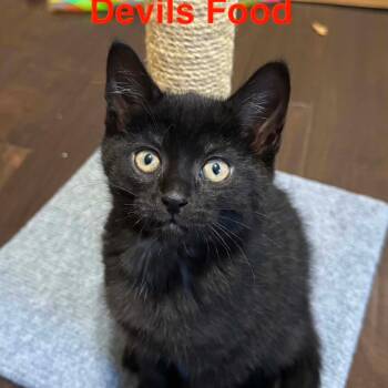 Domestic Short Hair Cats Available for Adoption in Parkersburg, West Virginia - Devils Food | PetCurious
