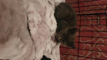 Tweedledum -  Domestic Short Hair Cat for Adoption in Fruit Heights, Utah - Tweedledum | PetCurious
