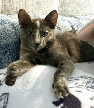Maxie - Available in Foster -  Domestic Short Hair Cat for Adoption in Morristown, New Jersey - Maxie - Available In Foster | PetCurious