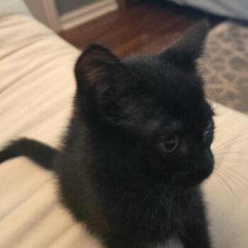 Trixie -  Domestic Short Hair Cat for Adoption in Beaufort, South Carolina - Trixie | PetCurious