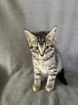 Louise -  Domestic Short Hair Cat Available for Adoption in Nashville, Tennessee - Louise | PetCurious