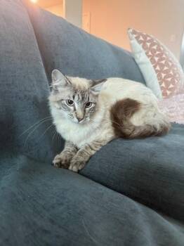 Siamese Cats Available for Adoption in Houston, Texas - Ice Cube | PetCurious