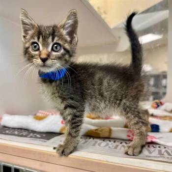 AKA -  Domestic Short Hair Cat for Adoption in Riverside, California - AKA | PetCurious